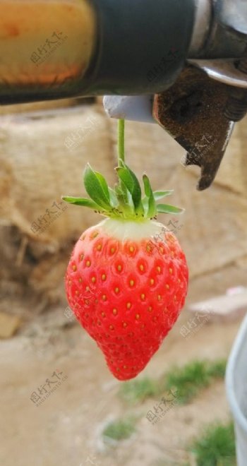 草莓草莓特写图片