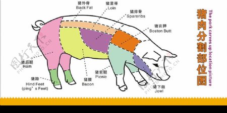 猪肉分割部位图图片