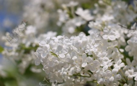 春天里簇拥的洁白花朵图片