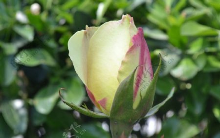 玫瑰花朵黄色图片