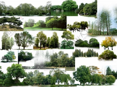 景观树PSD分层素材图片