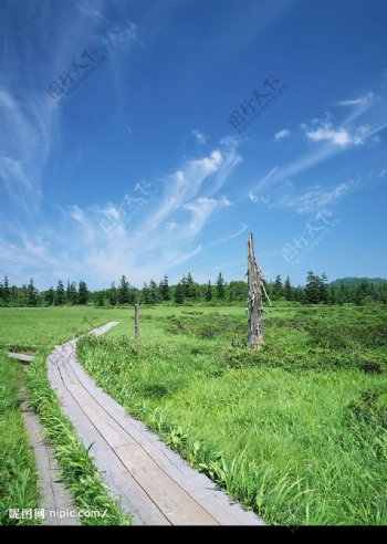 蓝天下绿地上的木板路图片