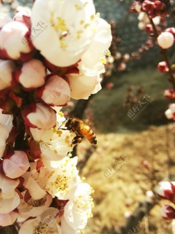 小蜜蜂桃花图片