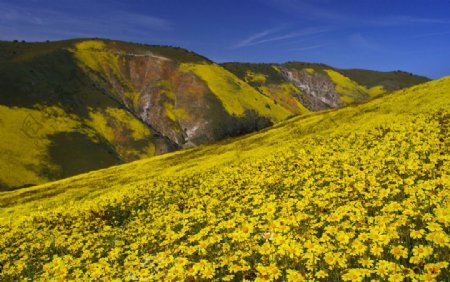 美国加州漫山遍野黄色雏菊图片