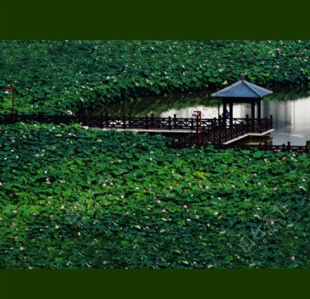 龙湖荷花池图片
