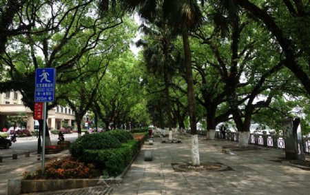 桂林的街道绿意盎然图片