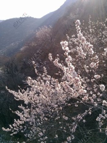 山间四月桃花图片