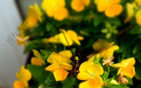 夏日蜻蜓蝴蝶花背景图片
