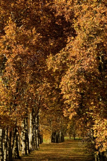 树林法国梧桐树秋天树木树荫图片