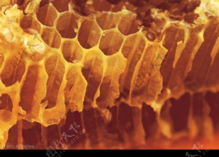 蜂窝蜂巢蜂蜜图片