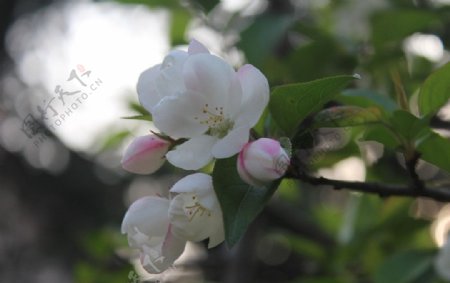 二月花卉摄影图片