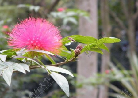 天河公园花朵蜜蜂图片