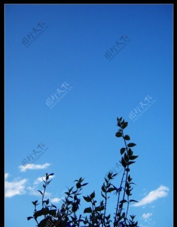 云南印象蓝天下的花朵图片