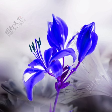 蓝紫色花朵图片