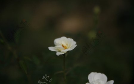 月季蔷薇图片