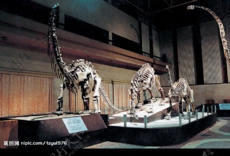 自贡恐龙博物馆图片