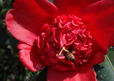 红茶花和蜜蜂图片