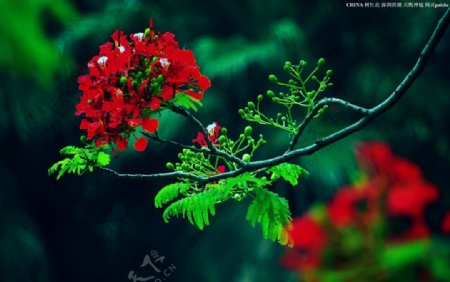 中国花草树木红花图片