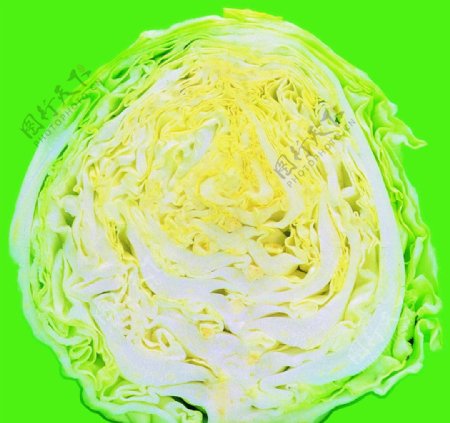 蔬菜之黄芽白图片