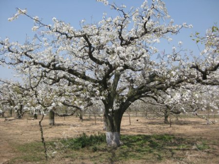 开满梨花的大梨树图片