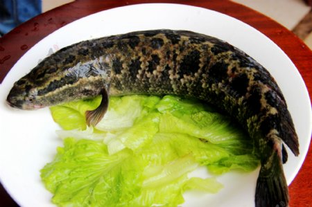 海鲜酸菜鱼黑鱼图片