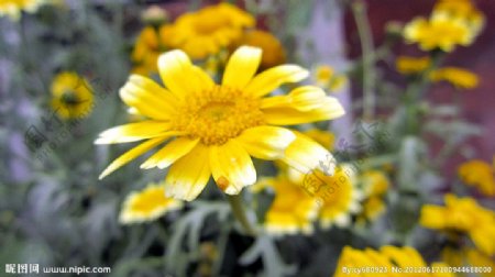 黄色小野菊花图片