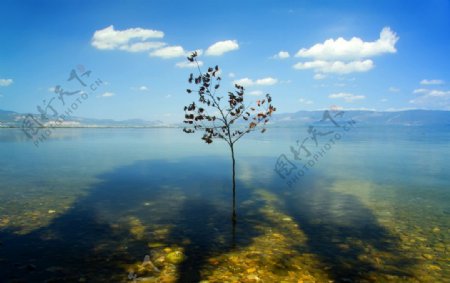 湖中小树图片