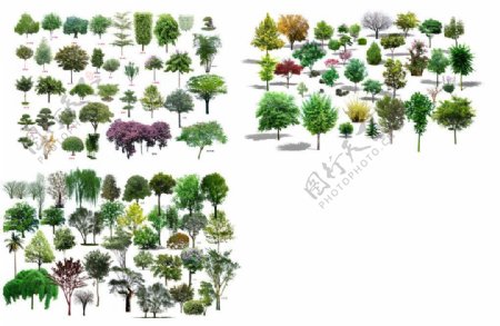 园林绿化植物树木图片