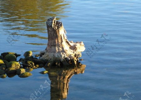 湖中的枯树干图片