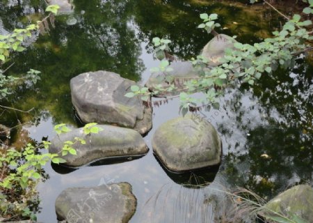 小溪水中石图片