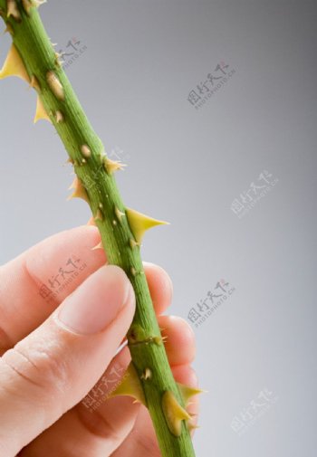 植物根茎图片