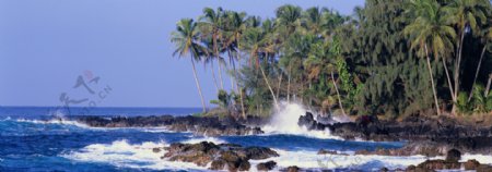 椰树海浪图片