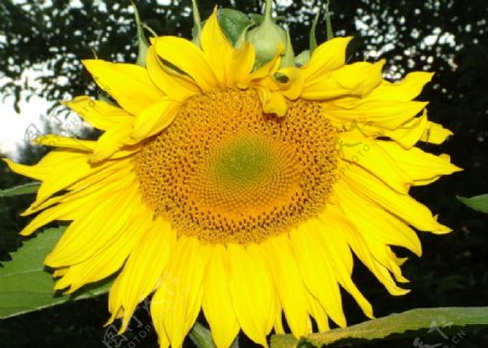 向日葵太阳花图片