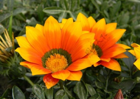 橙色花卉图片