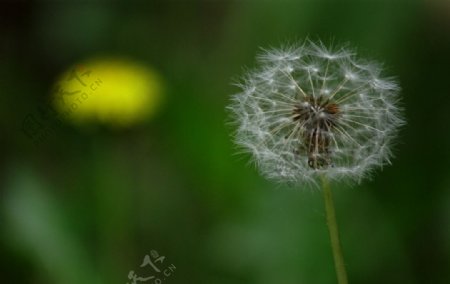 蒲公英特写高清图片