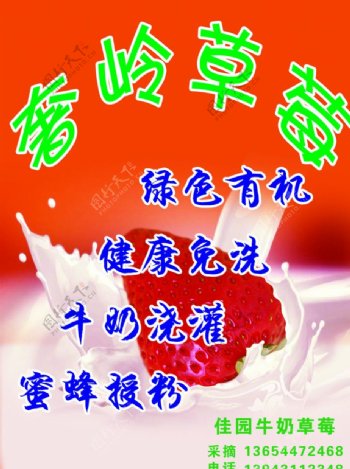 牛草莓海报宣传牛奶草莓图片