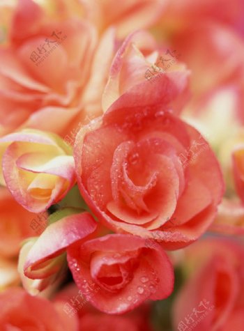 粉红花朵摄影图片