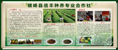 茶叶种养基地宣传栏图片