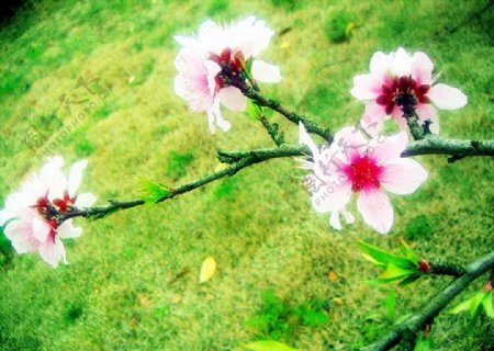 春季桃花开图片