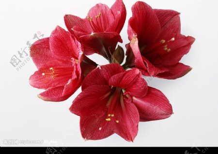 四朵红花图片