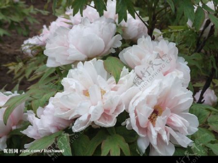 盛开的白牡丹花图片