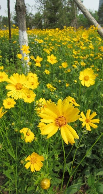 黄色菊花花园图片