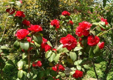 红色茶花与绿色植物图片
