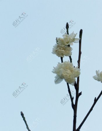 白色的梅花图片