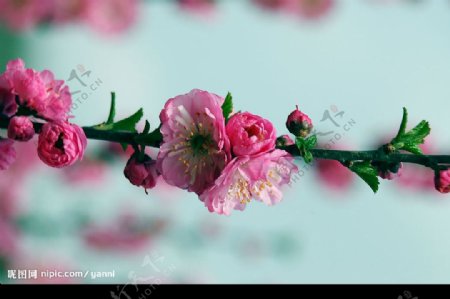一支粉樱花图片