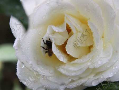 白玫瑰特写蜜蜂水珠水滴图片