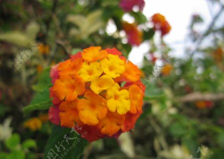 美丽热带橙色花卉马缨丹图片