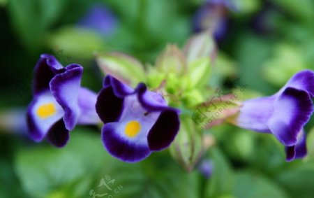 蓝紫花图片
