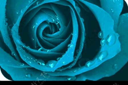 蓝色妖姬玫瑰和露珠图片