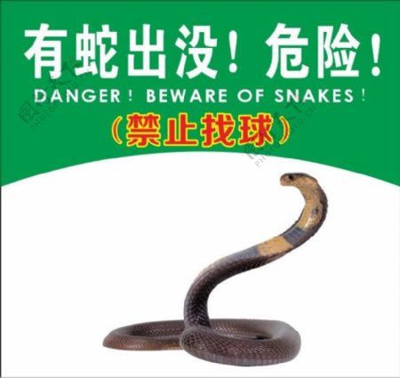 有蛇出没危险图片
